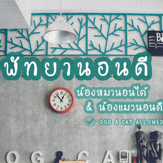 พัทยานอนดี น้องหมาพักได้พัทยา