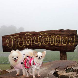 บ้านดินอิงดอย น้องหมาพักได้ สะเมิง เชียงใหม่