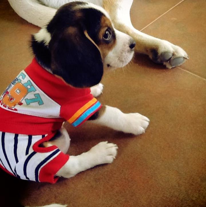 จันทบุรีน้องหมาพักได้