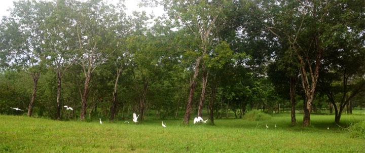 The Park Adventure เดอะปาร์ค แอดเวนเจอร์แลนด์ ระยอง น้องหมาพักได้