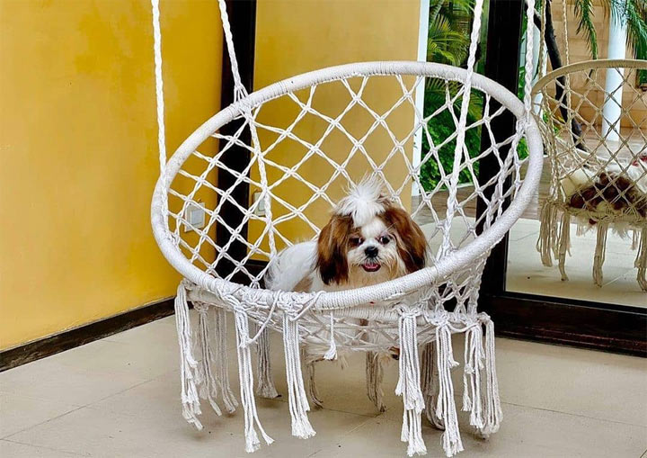 โรงแรมน้องหมาพักได้หัวหิน