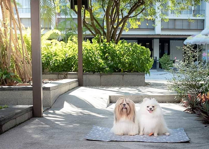 โรงแรมน้องหมาพักได้หัวหิน