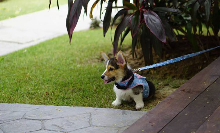 เสน่ห์บีชคลับน้องหมาพักได้