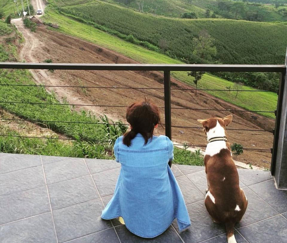 หมาใหญ่พักได้ที่เขาค้อ