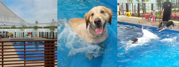 พาน้องหมาไปว่ายน้ำ Doggie Doo สระว่ายน้ำน้องหมา