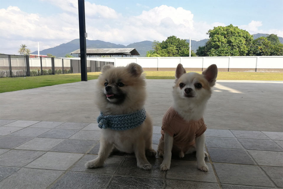 สระว่ายน้ำน้องหมาชลบุรี