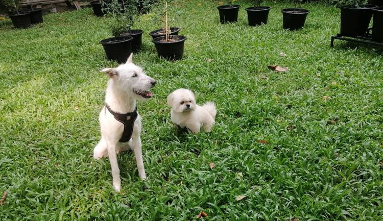 ที่พักใกล้สุวรรณภูมิน้องหมาพักได้