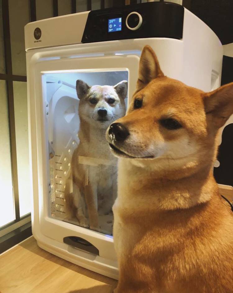 ที่พักสัตหีบน้องหมาพักได้