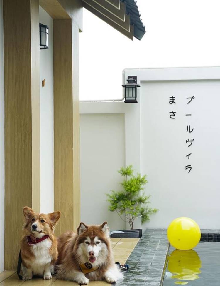 ที่พักสัตหีบน้องหมาพักได้