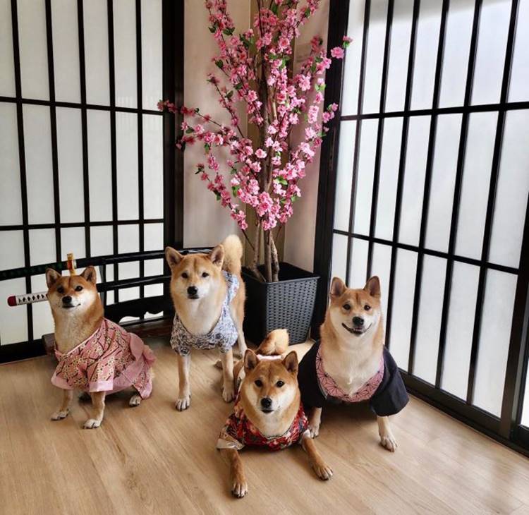 ที่พักสัตหีบน้องหมาพักได้