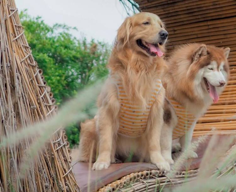 ที่พักโซนบางแสนน้องหมาพักได้