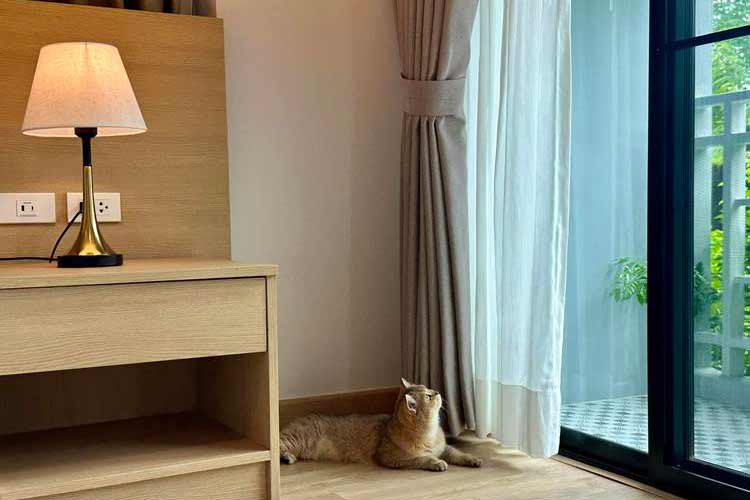 ที่พักบางแสนน้องหมาพักได้