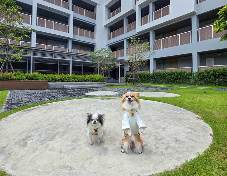 ที่พักบางแสนน้องหมาพักได้