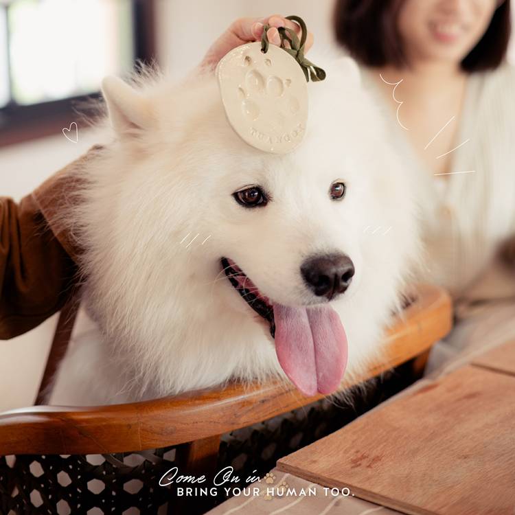 ที่พักในเวียงเชียงใหม่หมาพักได้