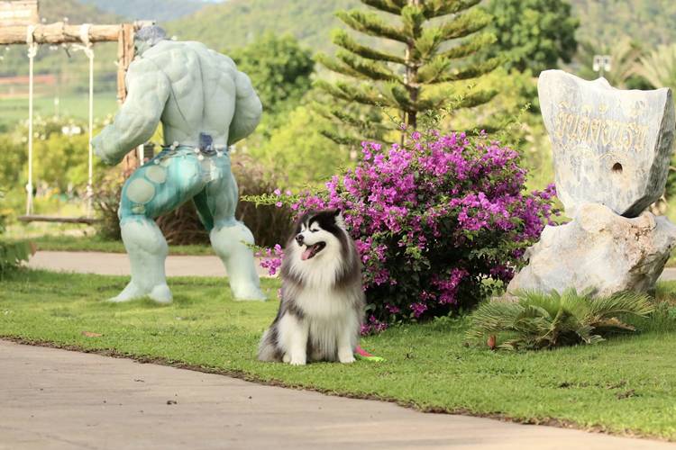 ที่พักเมืองกาญน้องหมาพักได้