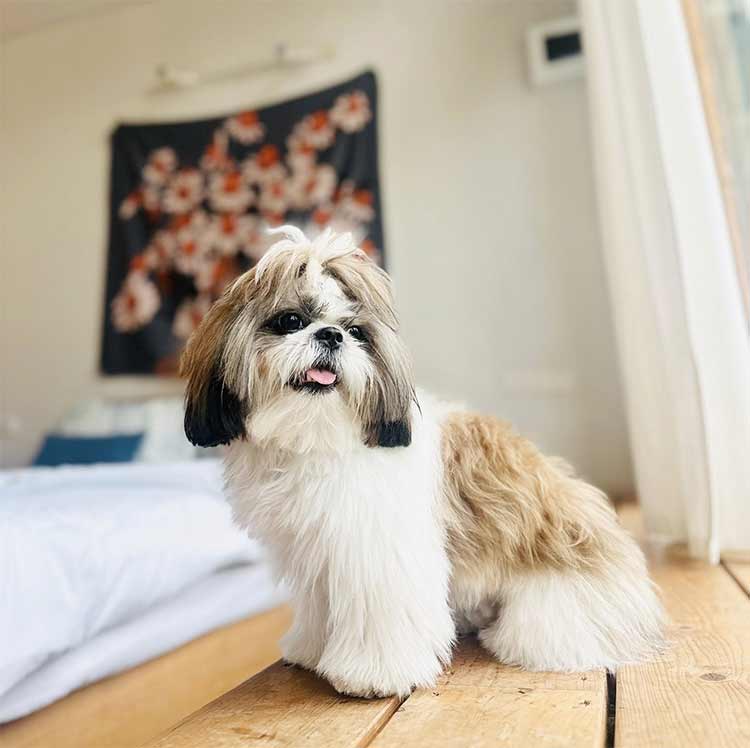 เลยน้องหมาพักได้