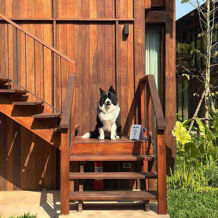 บ้านพักเชียงคานน้องหมาพักได้