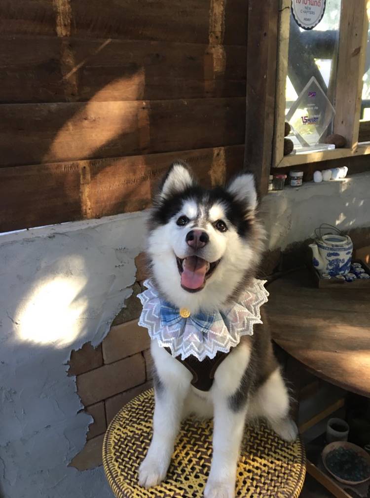 ลำปางน้องหมาพักได้