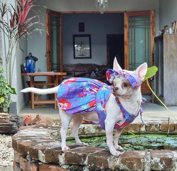 ลำปางน้องหมาพักได้