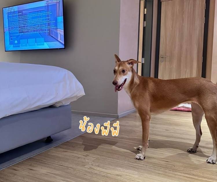 ที่พักโคราชน้องหมาพักได้