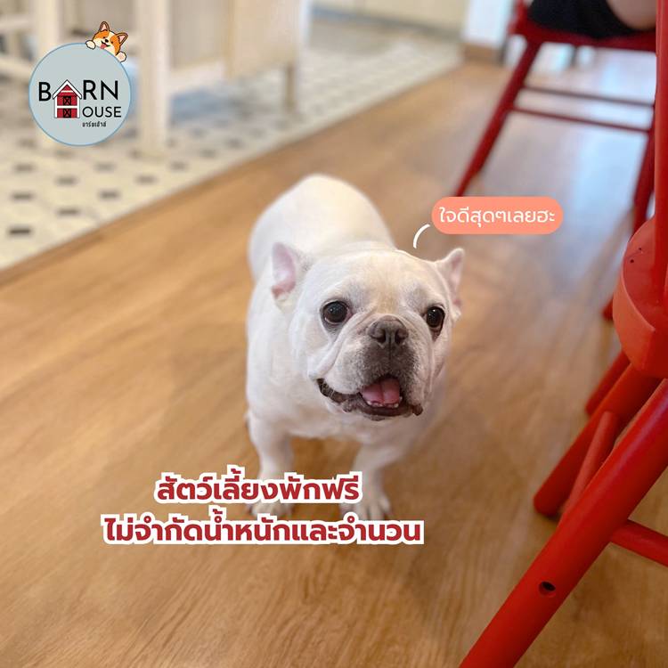 เชาใหญ่ปากช่องน้องหมาพักได้