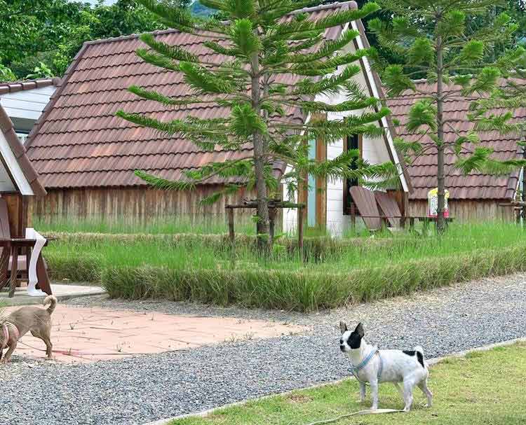 ที่พักเขาใหญ่น้องหมาพักได้