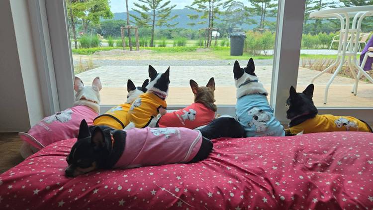 ที่พักเขาใหญ่น้องหมาพักได้