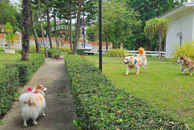 ที่พักปากช่องน้องหมาพักได้