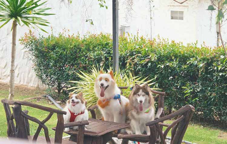 ที่พักปากช่องน้องหมาพักได้