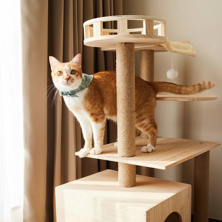 นครปฐมน้องหมาพักได้