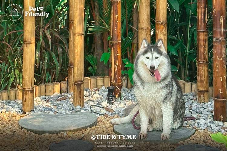 ที่พักนครชัยศรีน้องหมาพักได้