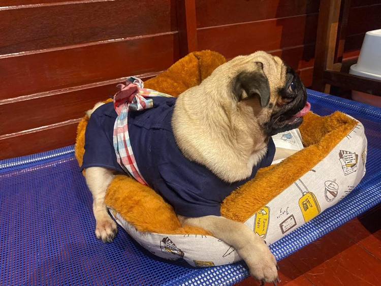 ที่พักนครสวรรค์น้องหมาพักได้
