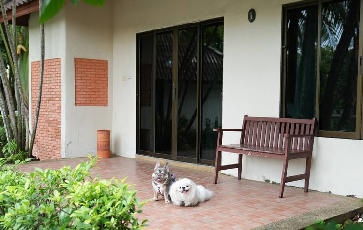 ที่พักนครนายกน้องหมาพักได้