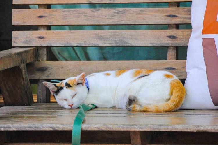 ที่พักเพชรบุรีน้องหมาพักได้
