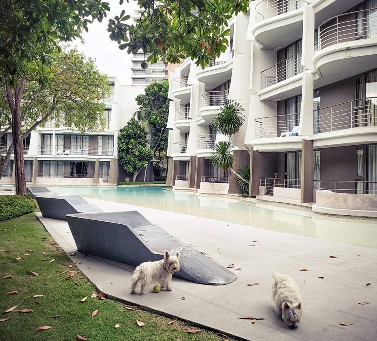 ที่พักชะอำน้องหมาพักได้