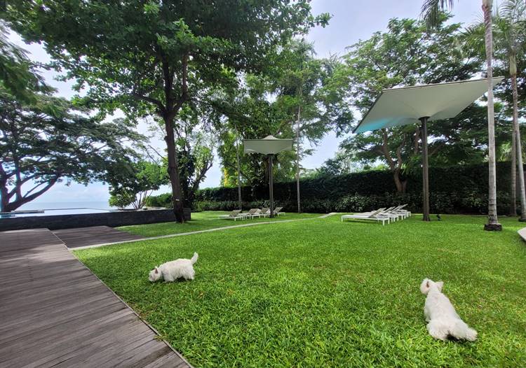 ที่พักชะอำน้องหมาพักได้