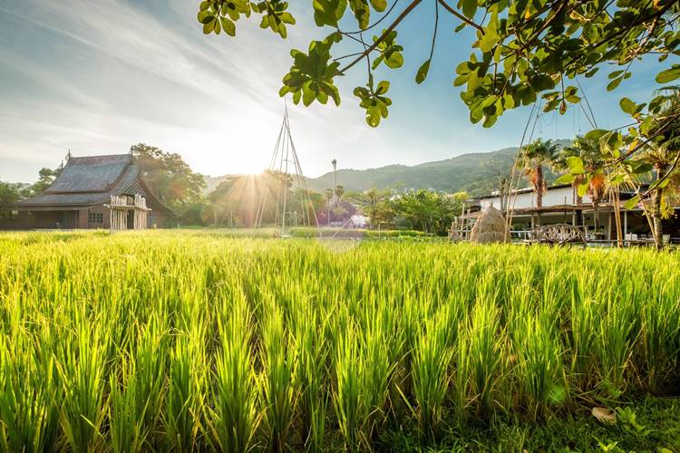 ที่พักป่าตองภูเก็ตน้องหมาพักได้
