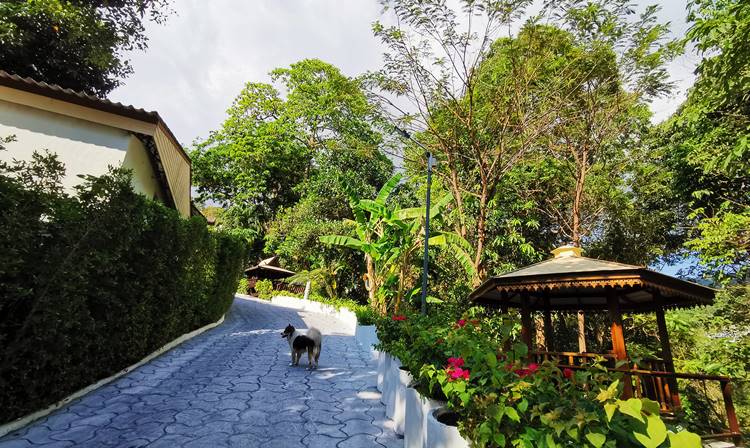 ที่พักหาดกะรนภูเก็ตหมาใหญ่พักได้