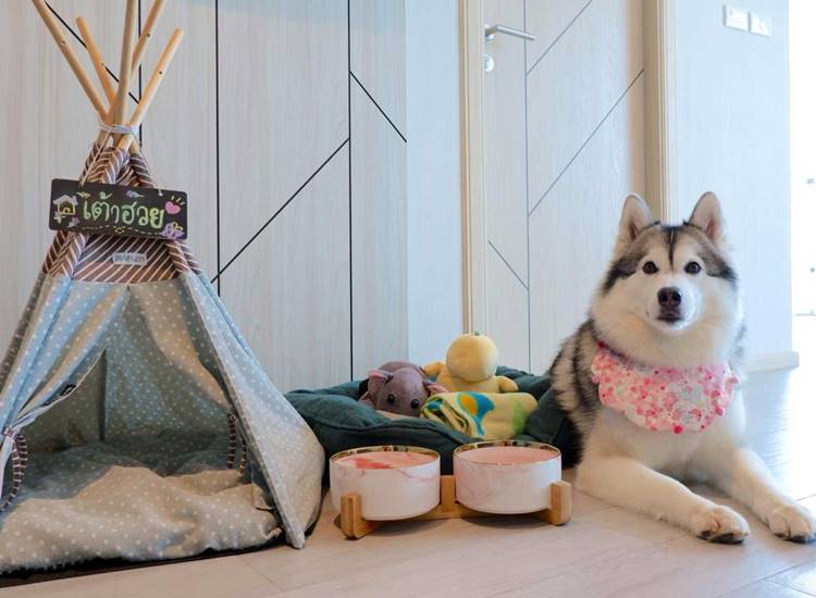 ที่พักห้วหินน้องหมาพักได้