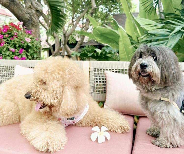ที่พักหัวหินน้องหมาพักได้