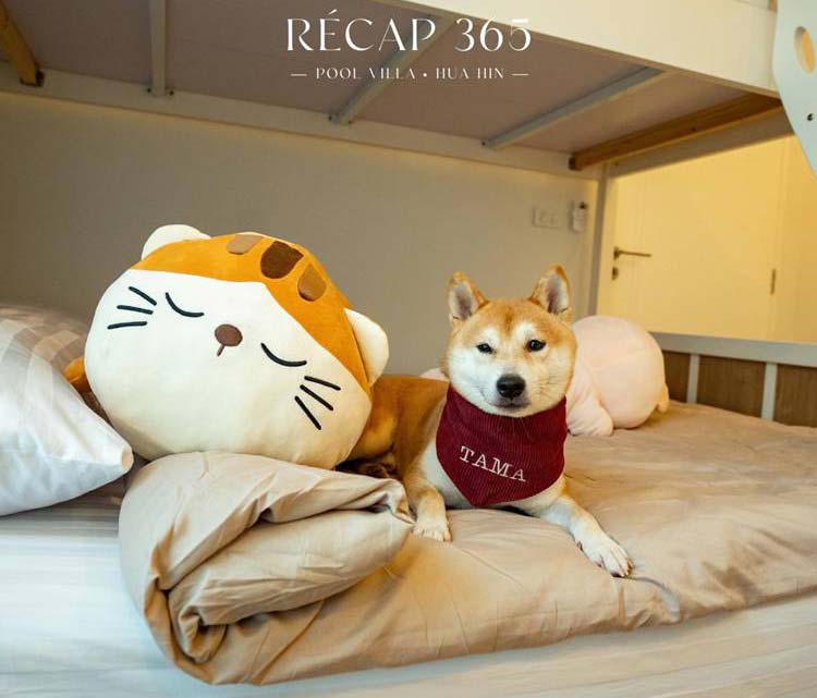 ที่พักชะอำหัวหินหมาพักได้
