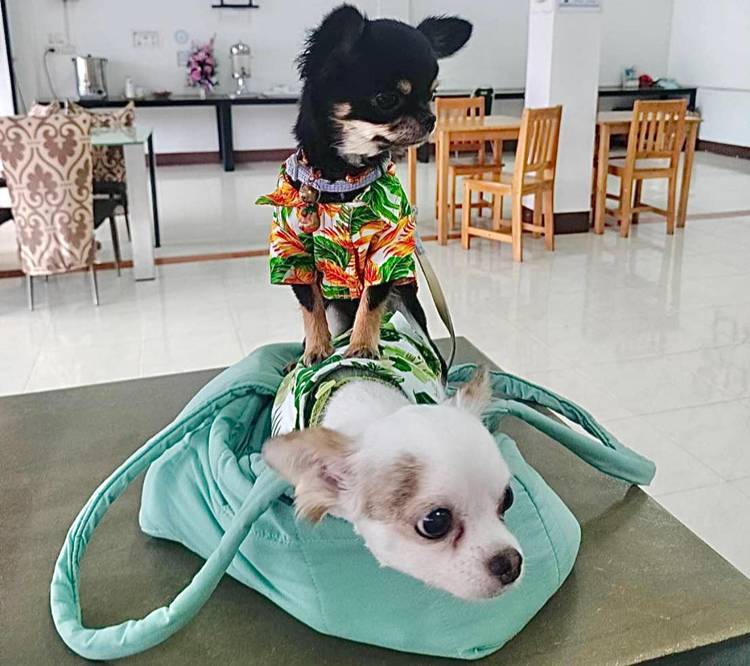 ระนองน้องหมาพักได้