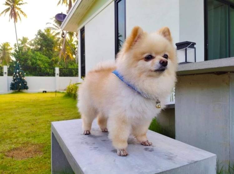 สุราษฎร์ธานีน้องหมาพักได้