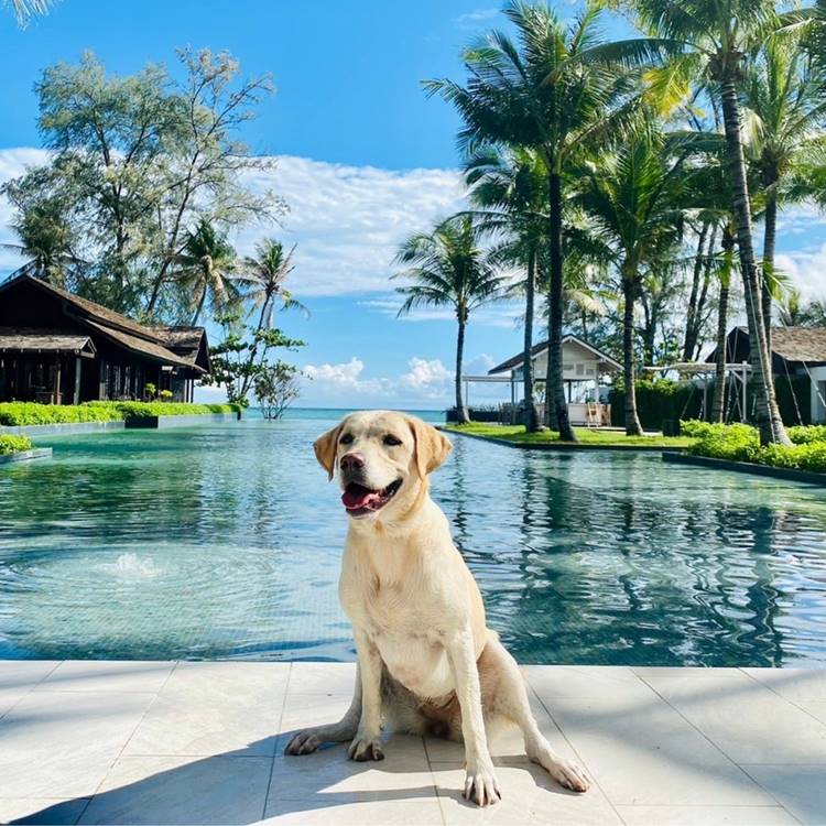 ที่พักเกาะสมุยน้องหมาพักได้