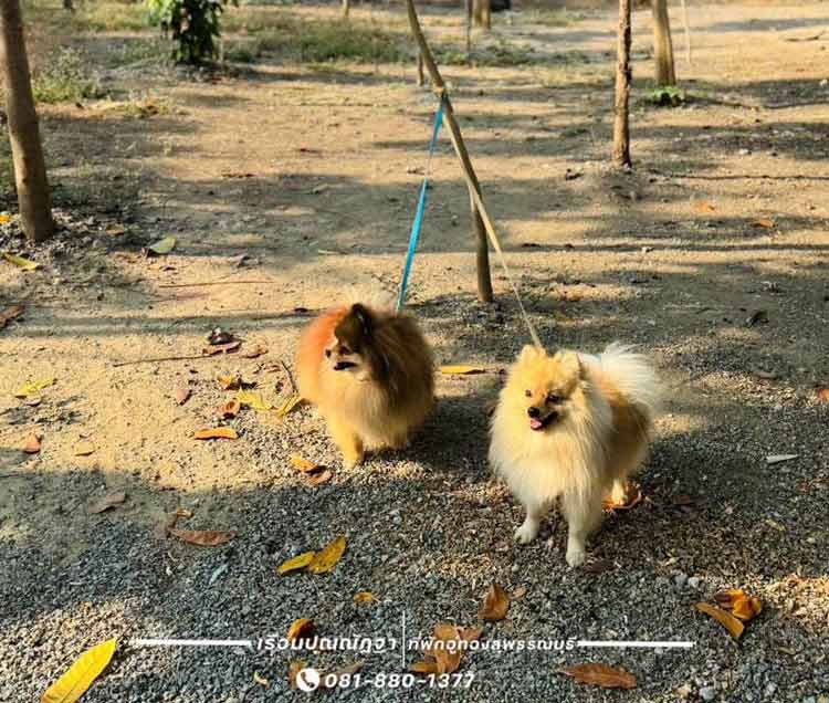 ที่พักสุพรรณน้องหมาพักได้
