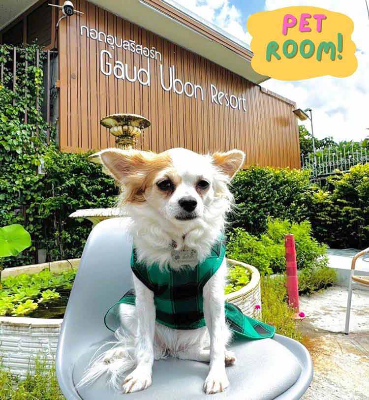ที่พักอุบลน้องหมาพักได้