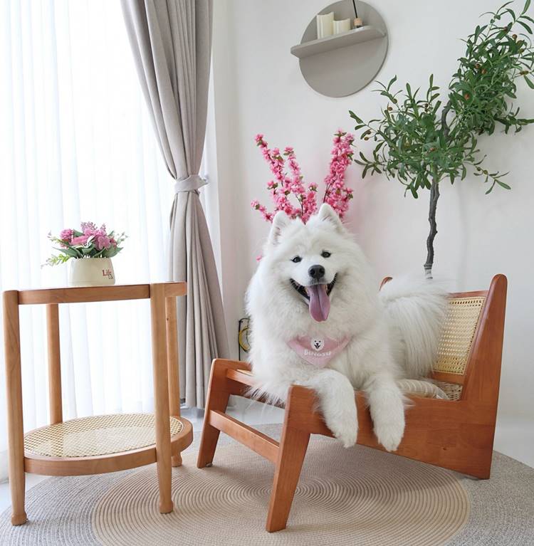 ที่พักลานสัก อุทัยน้องหมาพักได้