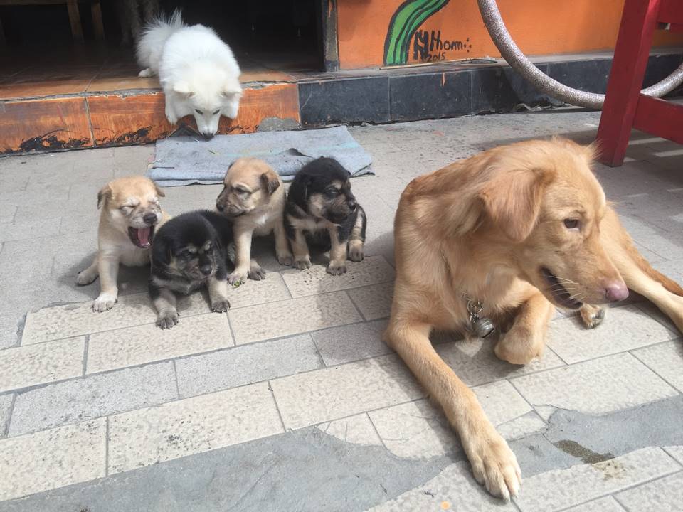 ที่พักกรุงเทพหมาแมวพักได้