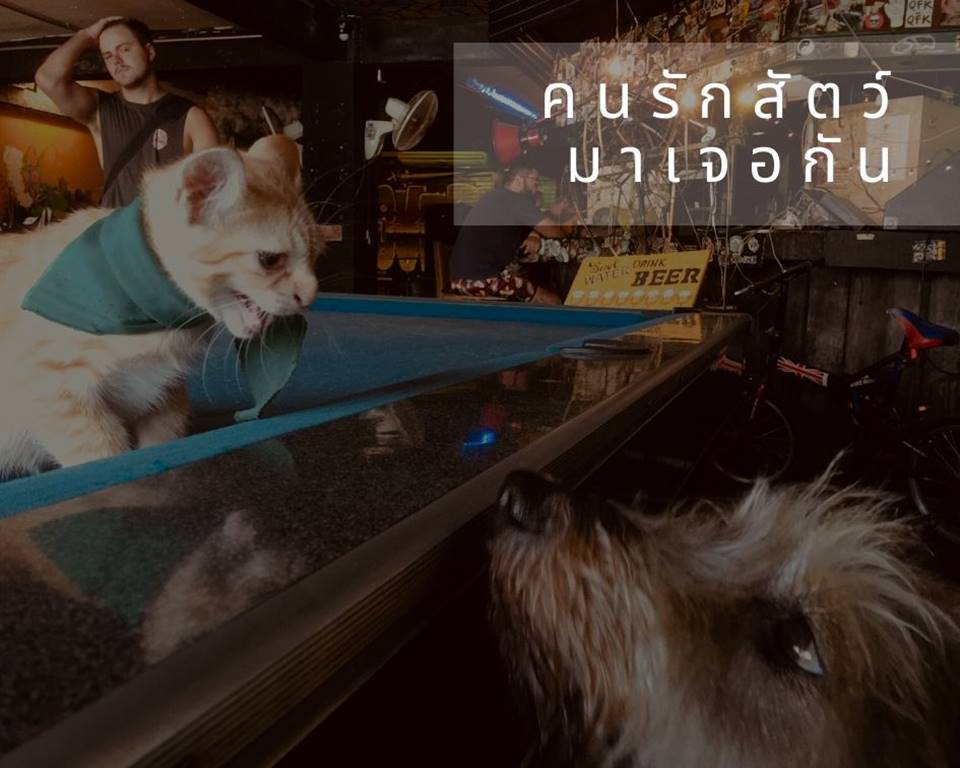 ที่พักกรุงเทพหมาแมวพักได้