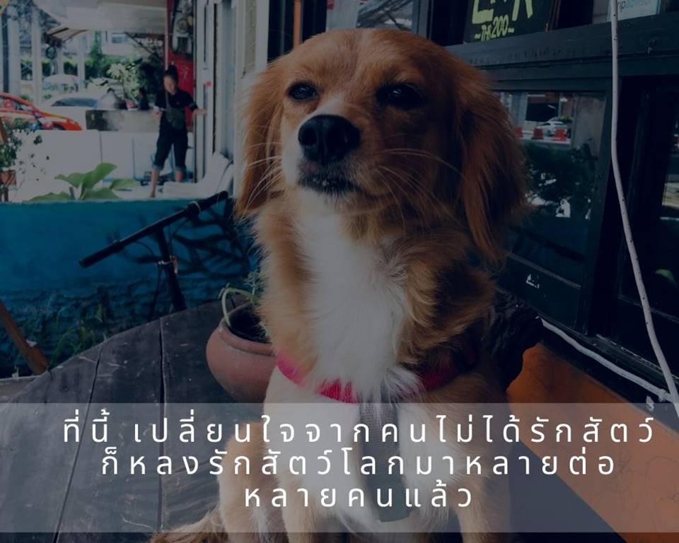 ที่พักกรุงเทพหมาแมวพักได้